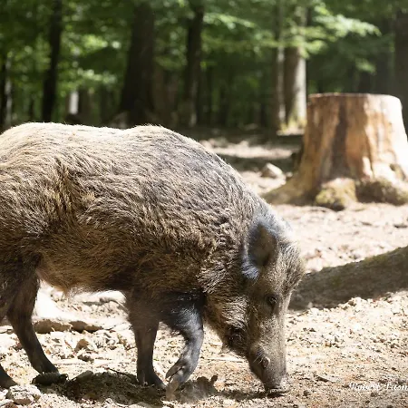 Der Eifel Perle Апартаменты
