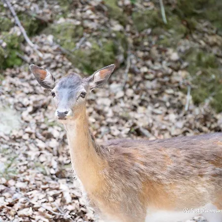Apartment Der Eifel Perle