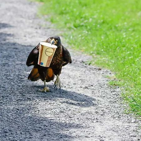 Der Eifel Perle Апартаменты *