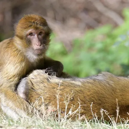 Der Eifel Perle Apartment Manderscheid